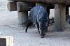 ueno_zoo_6359_mini.jpg