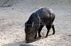 ueno_zoo_6366_mini.jpg