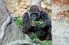 ueno_zoo_6390_mini.jpg