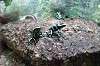 ueno_zoo_6419_mini.jpg