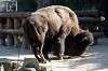 ueno_zoo_6428_mini.jpg