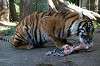 ueno_zoo_6438_mini.jpg