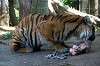 ueno_zoo_6444_mini.jpg