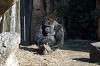 ueno_zoo_6449_mini.jpg