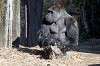 ueno_zoo_6459_mini.jpg