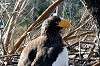 ueno_zoo_6465_mini.jpg