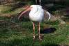 ueno_zoo_6474_mini.jpg
