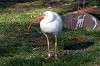 ueno_zoo_6479_mini.jpg