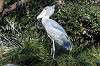 ueno_zoo_6484_mini.jpg