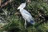 ueno_zoo_6485_mini.jpg