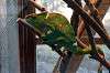 ueno_zoo_6486_mini.jpg