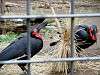 ueno_zoo_6495_mini.jpg
