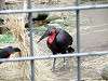 ueno_zoo_6502_mini.jpg