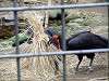 ueno_zoo_6504_mini.jpg