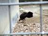 ueno_zoo_6512_mini.jpg