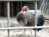 ueno_zoo_6517_mini.jpg