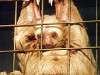 ueno_zoo_6531_mini.jpg