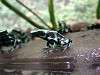 ueno_zoo_6588_mini.jpg