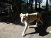 ueno_zoo_6616_mini.jpg
