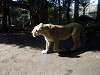 ueno_zoo_6617_mini.jpg