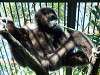 ueno_zoo_6621_mini.jpg