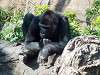 ueno_zoo_6636_mini.jpg