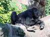 ueno_zoo_6638_mini.jpg