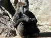 ueno_zoo_6639_mini.jpg