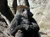 ueno_zoo_6642_mini.jpg