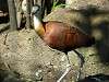 ueno_zoo_6652_mini.jpg