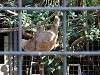 ueno_zoo_6663_mini.jpg
