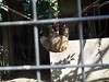 ueno_zoo_6665_mini.jpg