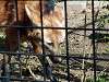 ueno_zoo_6674_mini.jpg