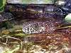 ueno_zoo_6699_mini.jpg