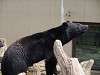 ueno_zoo_6713_mini.jpg