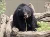 ueno_zoo_6716_mini.jpg