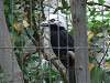 ueno_zoo_6731_mini.jpg