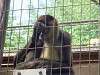 ueno_zoo_6744_mini.jpg