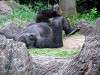 ueno_zoo_6754_mini.jpg