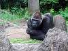 ueno_zoo_6755_mini.jpg