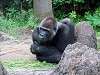 ueno_zoo_6756_mini.jpg