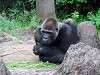 ueno_zoo_6758_mini.jpg