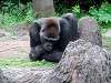 ueno_zoo_6762_mini.jpg