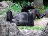 ueno_zoo_6763_mini.jpg