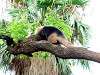 ueno_zoo_6790_mini.jpg