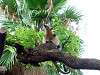 ueno_zoo_6804_mini.jpg