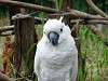 ueno_zoo_6811_mini.jpg