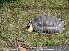 ueno_zoo_6826_mini.jpg