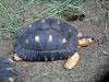 ueno_zoo_6828_mini.jpg