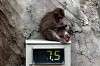 ueno_zoo_6854_mini.jpg